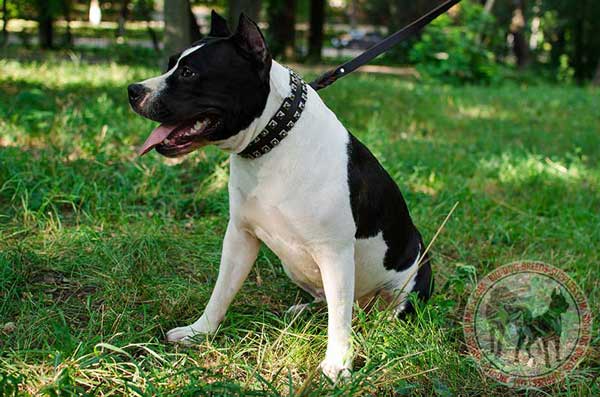 Collar with studs leather for Amstaff breed