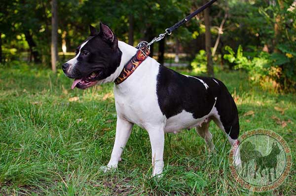 Amstaff Leather Canine Collar Features Water-Resistant Painting