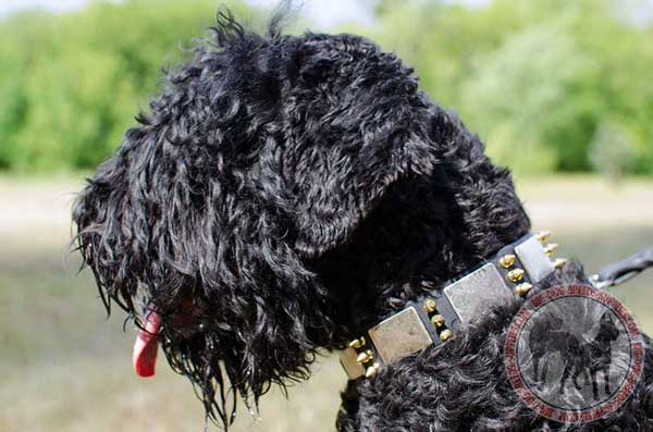 Black Russian Terrier collar decorated with plates and spikes