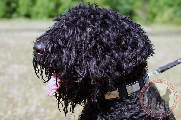 Black Russian Terrier collar with nickel plates