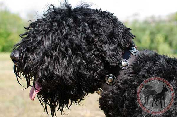 Leather Black Russian Terrier Collar