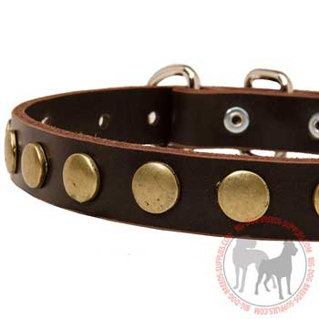 Brass Circles on Stylish Leather Collar