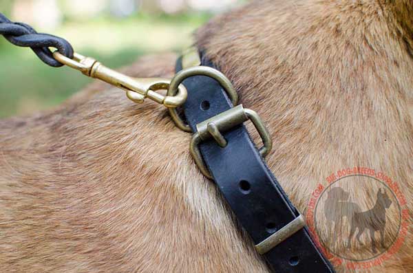 steel old brass plated Buckle and D-ring Stitched to Leather Dog Collar