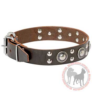 Leather Collar with Nickel-plated Studs