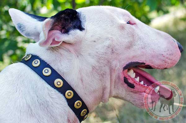 Leather Bull Terrier Collar for Convenient Handling
