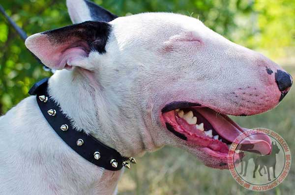 Bull Terrier leather collar non-toxic material