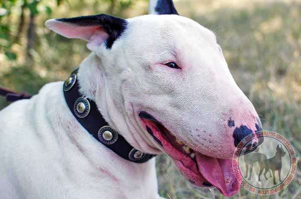 Bull Terrier Leather Collar for Daily Walking