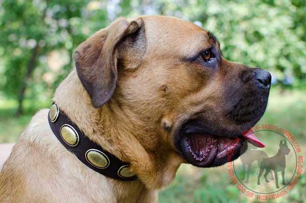 Leather Cane Corso Collar Stylish