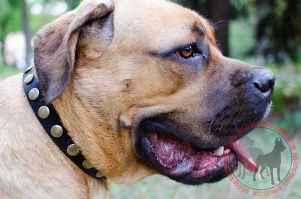 Leather Collar for Cane Corso with Solid Circles