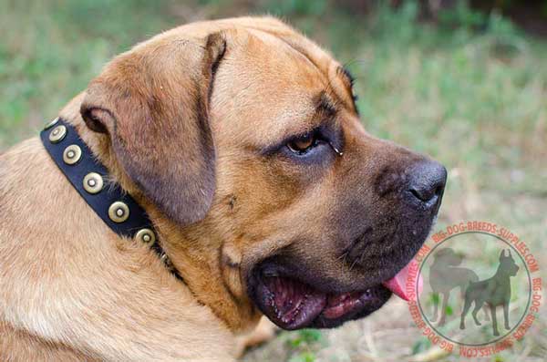 Leather Collar for Cane Corso with Firm Doted Circles