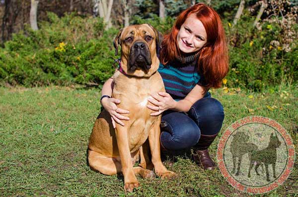 Leather collar for Cane Corso beautiful design