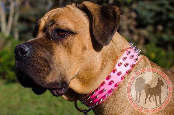 Leather collar for Cane Corso with buckle and D-ring