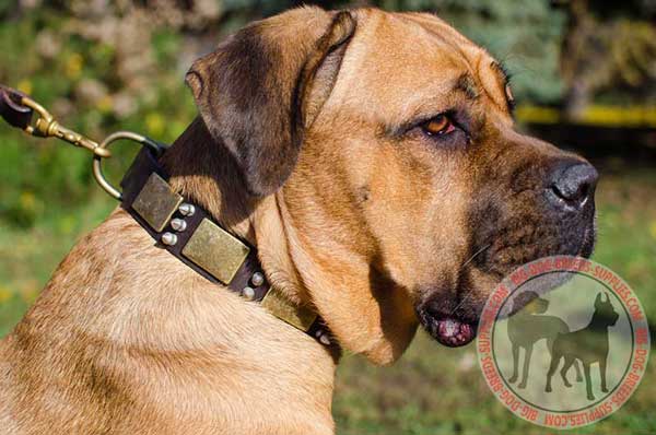 Collar for Cane Corso of natural leather with decoration 