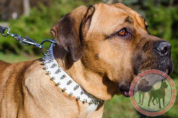 Leather collar for Cane Corso easily adjustable
