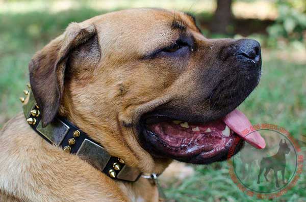 Cane Corso leather collar for walking