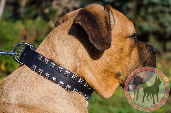 Collar for Cane Corso with nickel studs 