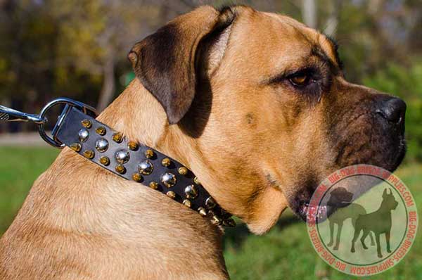 Cane Corso collar leather with buckle and D-ring