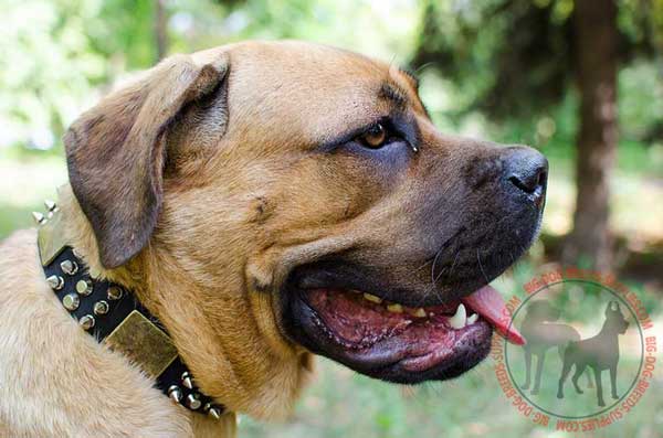 Cane Corso collar with brass plates