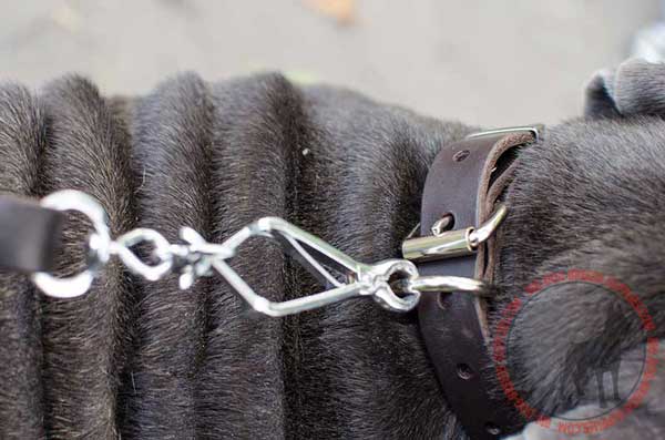 D-ring on Leather Dog Collar for Leash Attachment