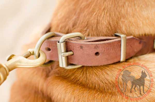 D-Ring on Leather Collar Should be Used for Leash Attachment