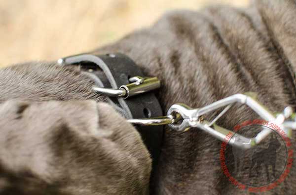 D-Ring on Leather Dog Collar for Lead