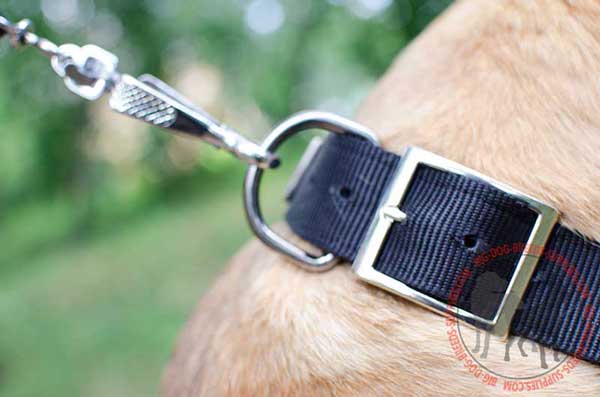 D-Ring on Nylon Collar for Leash