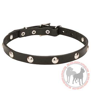 Walking in Style with Leather Dog Collar