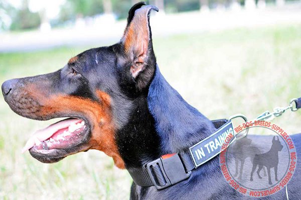 Doberman Nylon Dog Collar with Patches