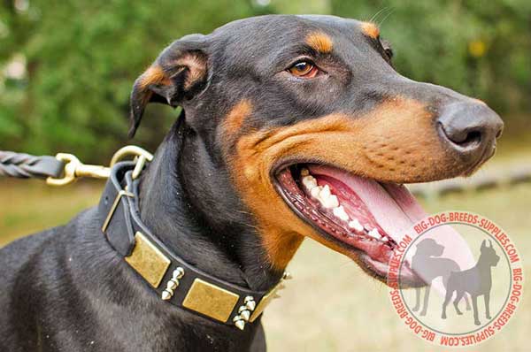 Doberman leather canine accessory tastefully decorated with spikes and plates