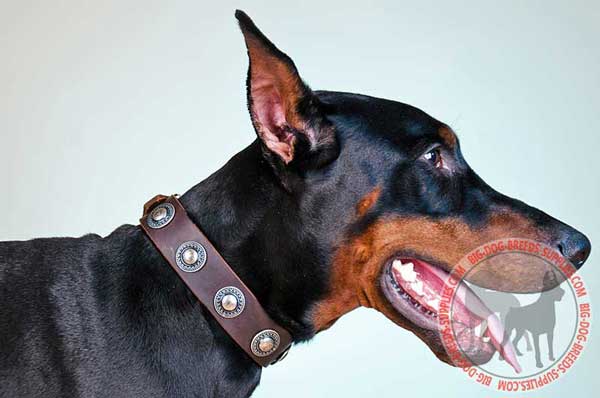 Leather Doberman Collar Studded with Silvery Conchos