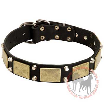 Leather collar for dogs to walk in style