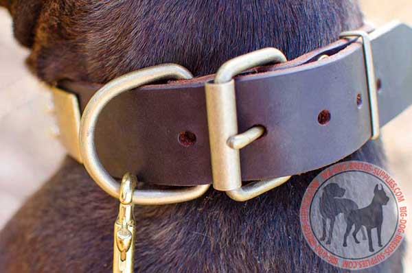 Dog collar with brass fittings