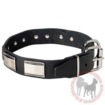 Dog collar with brass D-ring and buckle