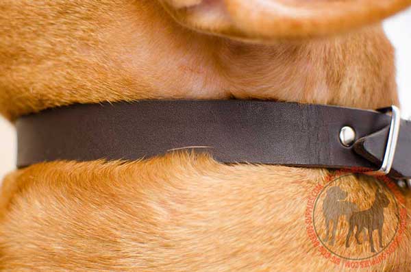 Leather Dog Collar Comfortable for Regular Walking