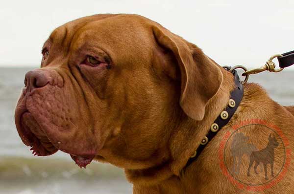 Dogue de Bordeaux Collar Leather with Rust Resistant Brass Doted Circles