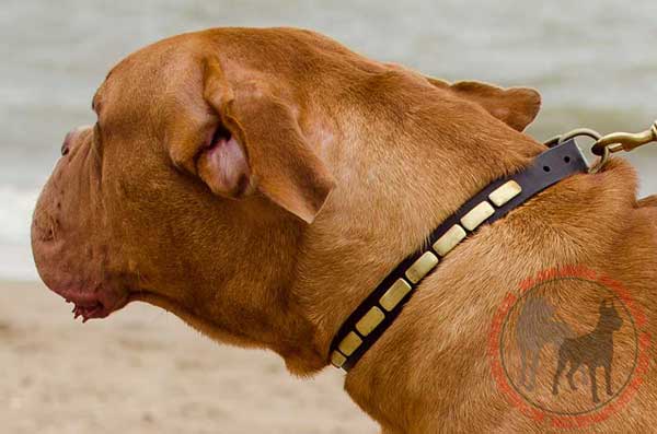 Leather Dogue de Bordeaux Collar with Solid Hardware and Plates