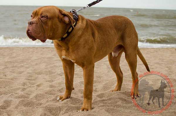 Leather Dogue de Bordeaux Collar with Oval Plates