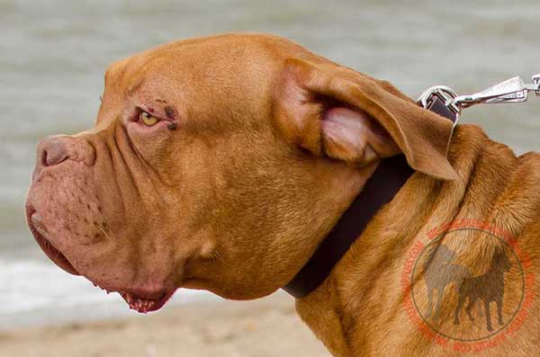 Dogue de Bordeaux Leather Dog Collar for Walking