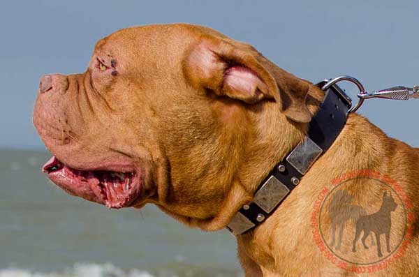 Dogue de Bordeaux collar with trendy decoration