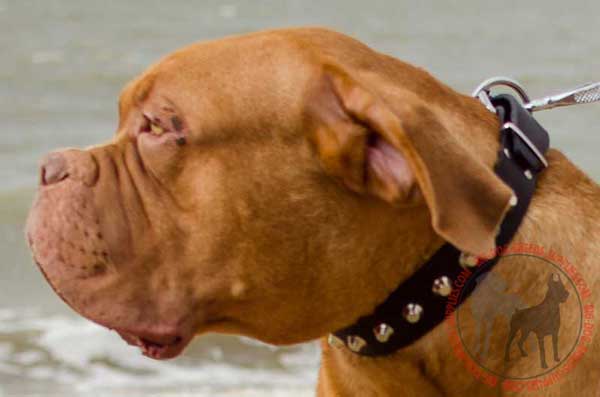 Dogue de Bordeaux Leather Collar for Daily Walks