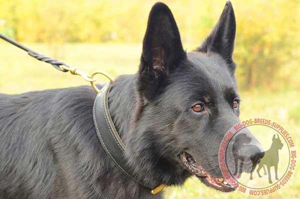 Two Ply Leather Collar for German Shepherd Training