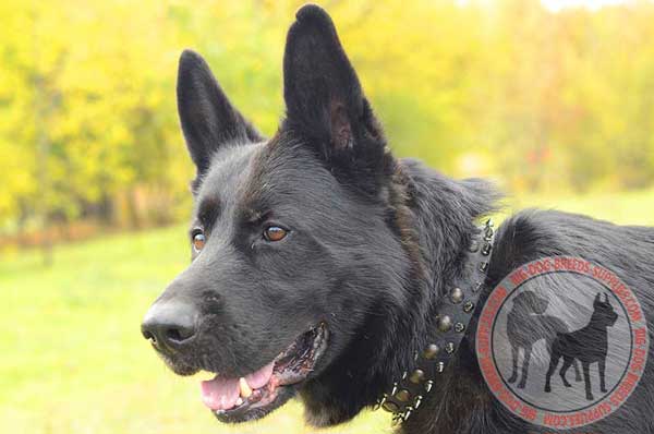 Leather collar for German Shepherd with spikes and studs