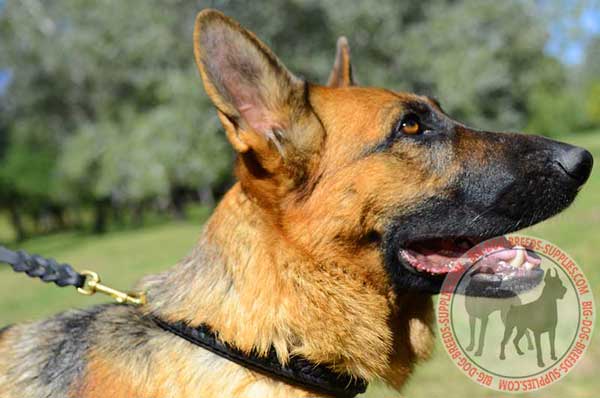 Leather German Shepherd Collar with Braid