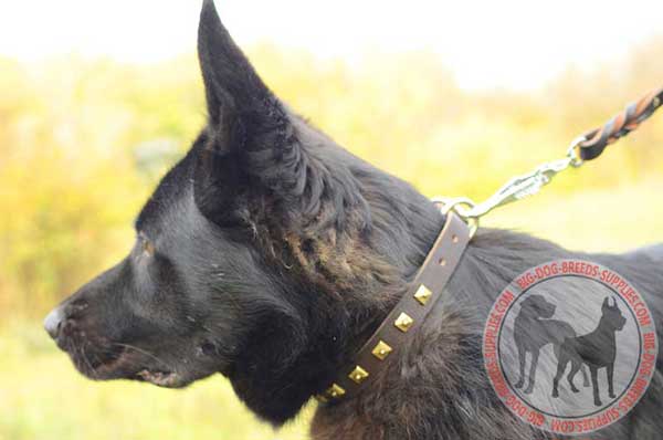 Leather German Shepherd Collar with Studs
