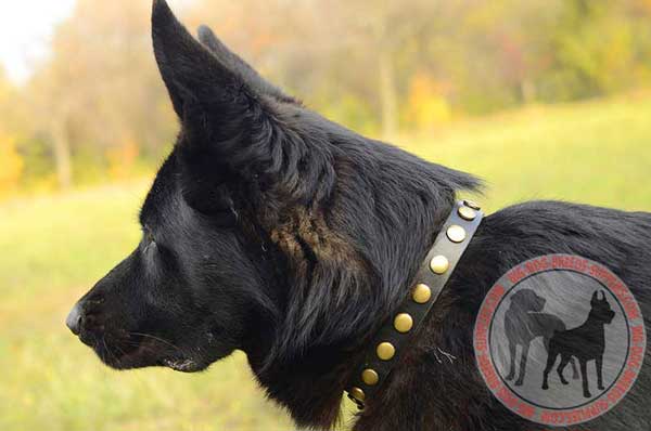 Leather Collar for German Shepherd with Circles