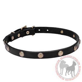 Leather Canine Collar - Sunny Round Studs
