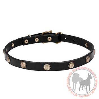 Trendy Leather Dog Collar for Daily Exploitation