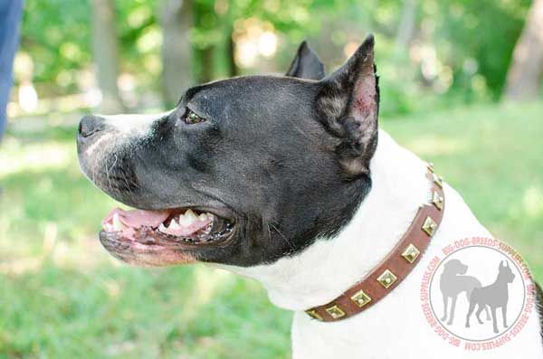 Leather Amstaff Collar with Handset Brass Studs