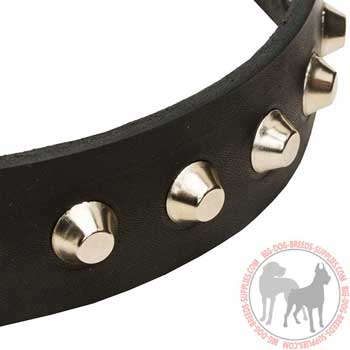 Studded Leather Canine Collar for Daily Walks