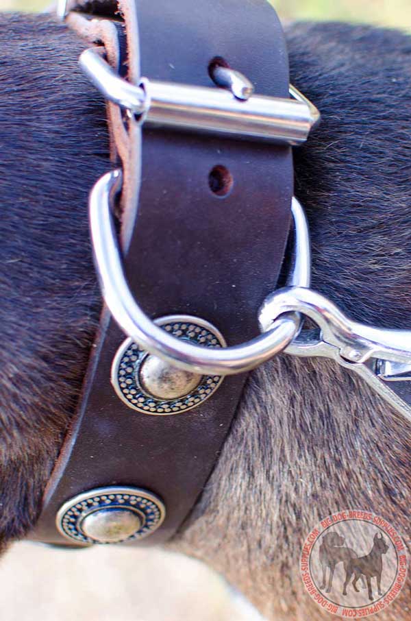 Leather Collar Nickel Buckle and Ring for Leash Attachment